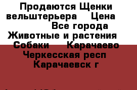 Продаются Щенки вельштерьера  › Цена ­ 27 000 - Все города Животные и растения » Собаки   . Карачаево-Черкесская респ.,Карачаевск г.